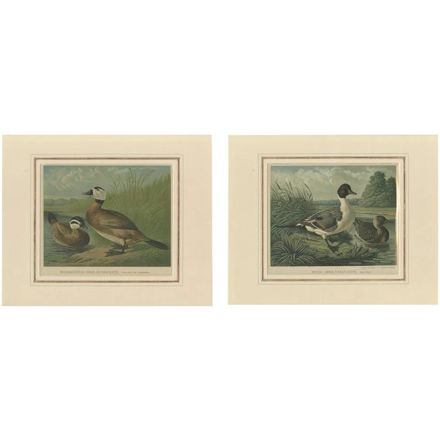 White-Headed Duck and Northern Pintail, 1880, Paper, Set of 2 For Sale
