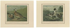 White-Headed Duck and Northern Pintail, 1880, Paper, Set of 2