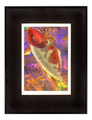 Koi Fish Print 1991 Framed & Signed