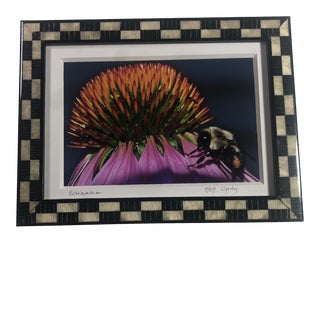 1990s "Echinacea and Bumble Bee" Botanical Photograph, Framed For Sale
