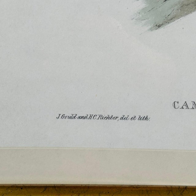 Antique John Gould 1850s Hand Colored Hummingbird Lithograph Campylopterus Delattrei Custom Framed For Sale - Image 9 of 14