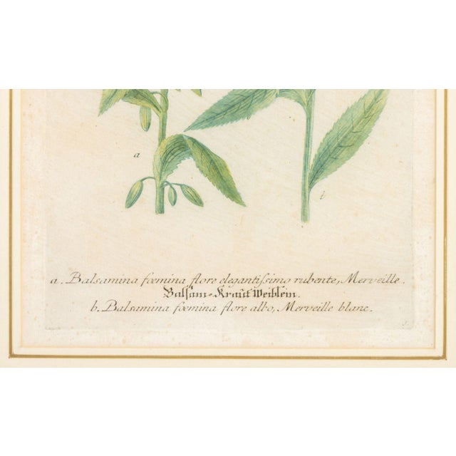Johann Wilhelm Johann Wilhelm Weinmann Botanical Engravings, Pair For Sale - Image 4 of 14