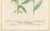 Johann Wilhelm Johann Wilhelm Weinmann Botanical Engravings, Pair For Sale - Image 4 of 14