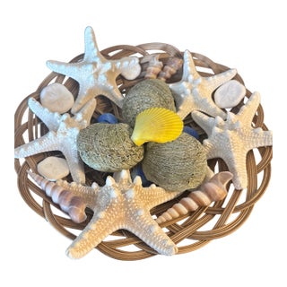 Curated Maritime Still Life: An Assemblage of Pristine Specimen Seashells and Starfish in Woven Tray For Sale