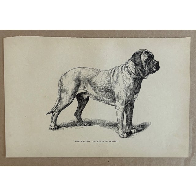 Up for sale is this charming antique dog print from a veterinary guide published in the 1890s and illustrating breed...
