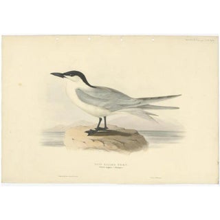 Gould, Gull-Billed Tern, 1832, Paper For Sale