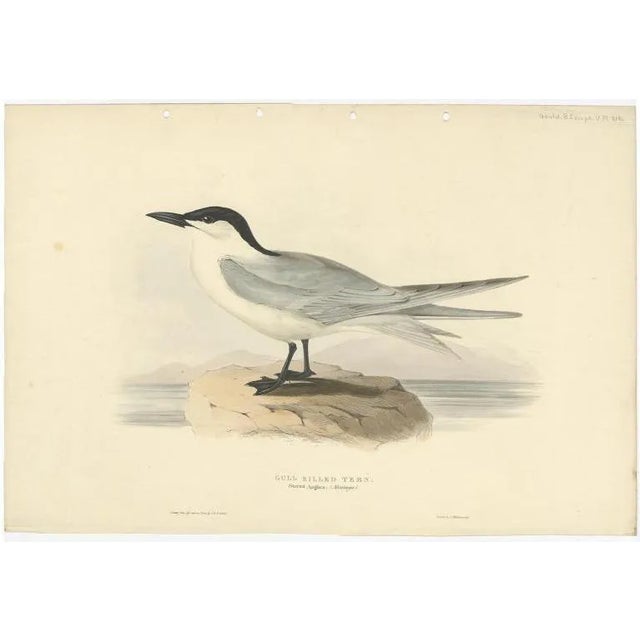Gould, Gull-Billed Tern, 1832, Paper For Sale