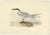 Gould, Gull-Billed Tern, 1832, Paper For Sale