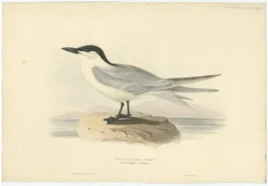 Gould, Gull-Billed Tern, 1832, Paper