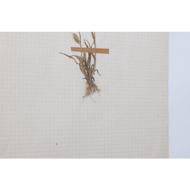 Lot 90 Herbarium Boards Vintage Plant and Flower Decoration by George Bert, France 1940', 1940, Grass For Sale - Image 11 of 18