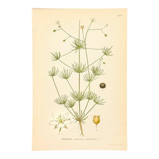 1905 Nordic Corn Spurrey Chromolithograph | Antique Swedish Botanical Print For Sale