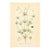 1905 Nordic Corn Spurrey Chromolithograph | Antique Swedish Botanical Print For Sale