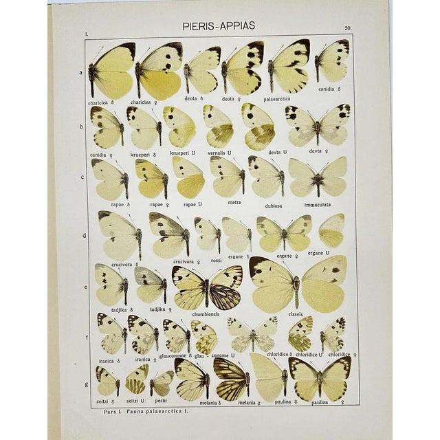 Presenting a beautiful pair of antique chromolithographs featuring exquisitely detailed Asian butterfly specimens. These...