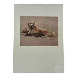 Border Collie Dog by Cecil Aldin, 1928