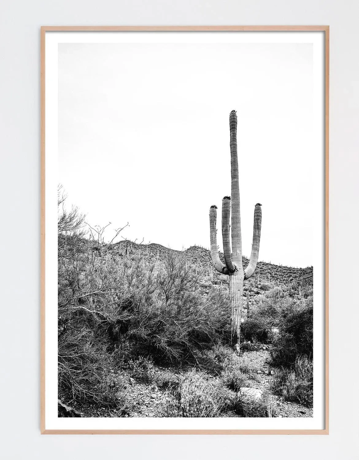 Southwest Desert Cactus Photo in Black and White  40" X 60" | Chairish