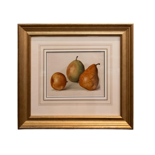 Realism Set of Six Fruit Chromolithographs by May Rivers, English Circa 1892 Reproduction For Sale - Image 3 of 7