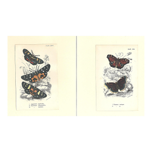 1896-97 Set of 2- Antique Butterfly Botanical Chromolithographs