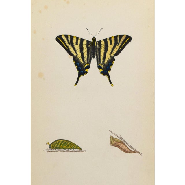 19th Century Antique Morris Butterfly Print Hand Colored Lithograph 1853 For Sale - Image 4 of 4