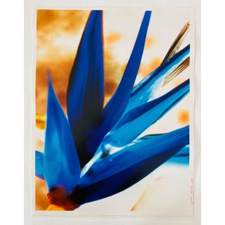 Jeffrey Rothstein, Flora Fauna Series Vintage Color Photograph Abstract Flower Fuji Crystal Photo, c.1998 For Sale