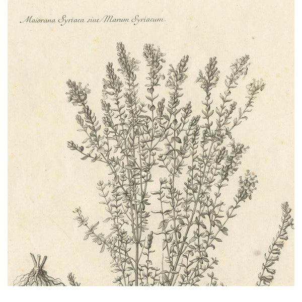 Nicolas Robert, Syrian Oregano (Origanum Syriacum), Engraving, 1676 For Sale - Image 3 of 10