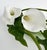 2020s Emilio Robbia Cala Lily Sculptural Floral Arrangement Centerpiece For Sale - Image 5 of 10