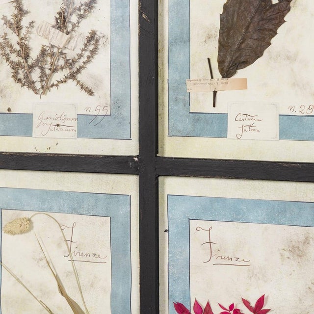 20th Century Italian Large Oak Frame with Pressed Flowers and Herbs For Sale - Image 16 of 18