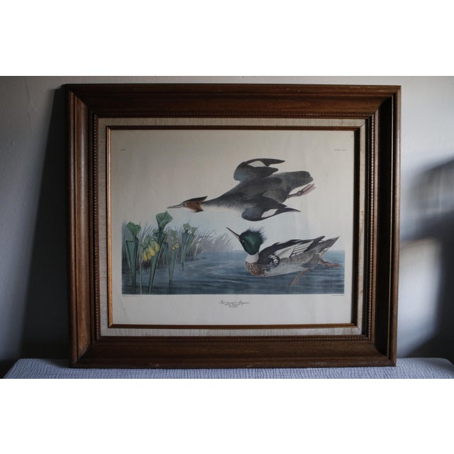Vintage Lithograph of the 19th C. Audubon AquaTint Engraving "Red Breasted Merganser," in Dark Wood Frame For Sale - Image 11 of 17