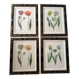 1990s Tulip Mania Set of Four Botanical Lithograph Prints From Scully & Scully in Black/Gold Scroll Frames - Set of 4 For Sale
