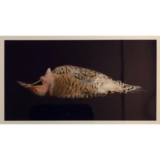 The School of Paris Brenda Zlamany, Birds, Cibachrome Photograph Print, Signed Conceptual Art For Sale - Image 3 of 4