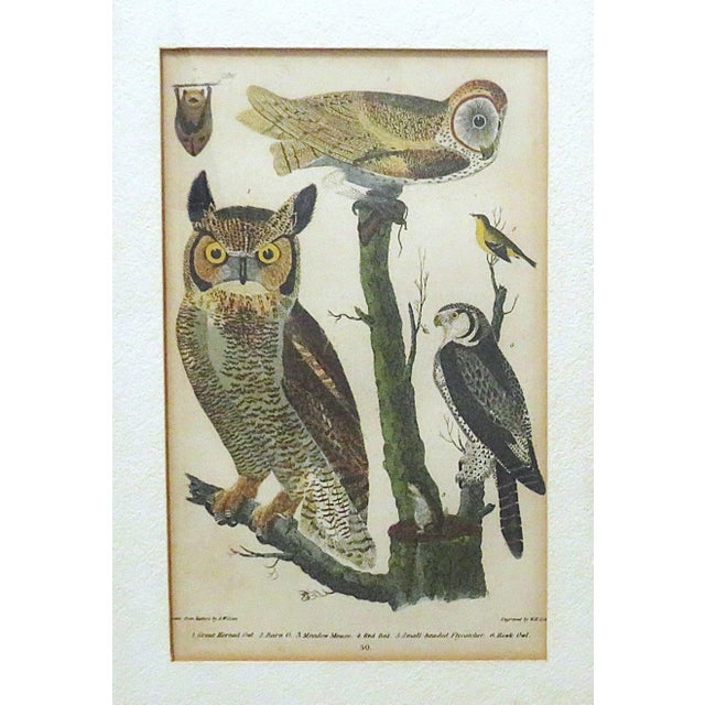 Set of 3 Alexander Wilson Owl Bird Engravings Framed 19th C. Antique For Sale In Providence - Image 6 of 8