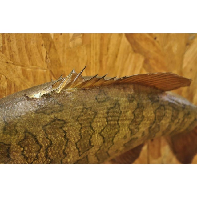 Vintage Smallmouth Bass Fish Wall Mount Taxidermy Real Skin Fishing Wall Decor For Sale - Image 4 of 11