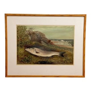 Antique Coastal Stripped Bass "Game Fishes of the Us" by Kilbourne Lithograph For Sale