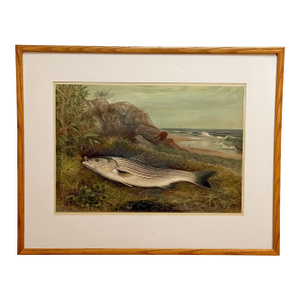 Antique Coastal Stripped Bass "Game Fishes of the Us" by Kilbourne Lithograph