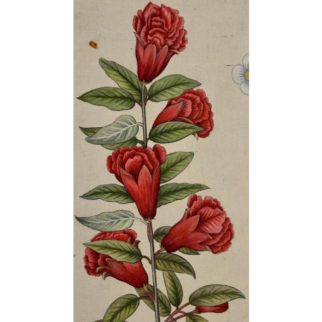 Flowering Pomegranate & Rock Rose: A 17th C. Besler Hand-Colored Engraving, 1640 For Sale In San Francisco - Image 6 of 9