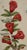 Flowering Pomegranate & Rock Rose: A 17th C. Besler Hand-Colored Engraving, 1640 For Sale In San Francisco - Image 6 of 9