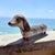 Mexican Tonalá pottery dachshund figure, mid-20th century, hand-painted earthenware with floral and foliate decoration in...