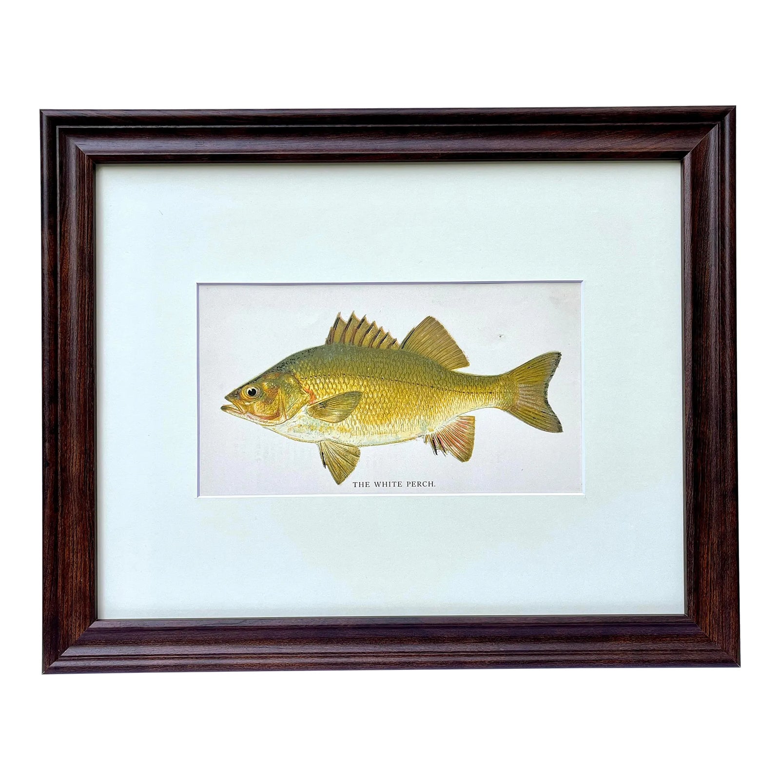 Original Antique Chromolithograph the White Perch Fish Print by ...