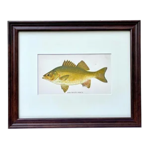Original Antique Chromolithograph the White Perch Fish Print by Tarleton Bean Circa 1890