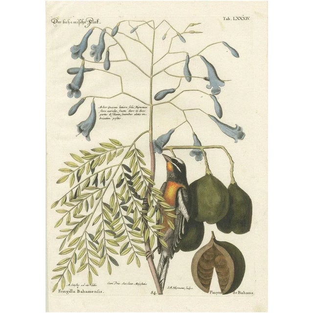 J.M. Seligmann, Bahama Finch, Hand-Colored Engraving, 18th Century For Sale - Image 6 of 6