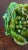 Green 1960s Inarco E2611 Green Majolica-Style Fruit Pitcher For Sale - Image 8 of 14