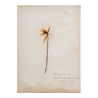 Antique Herbarium - Adder's Tongue, Circa 1890 - 1915 For Sale