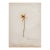 Antique Herbarium - Adder's Tongue, Circa 1890 - 1915 For Sale
