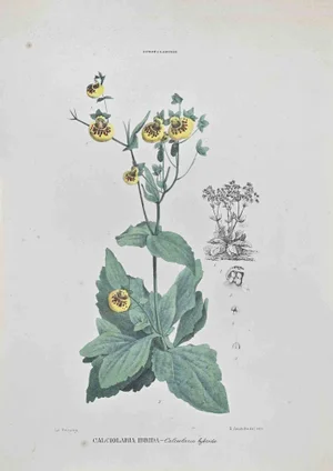 Vincenzo Tenore, Hybrid Calciolaria, Lithograph, 1870s