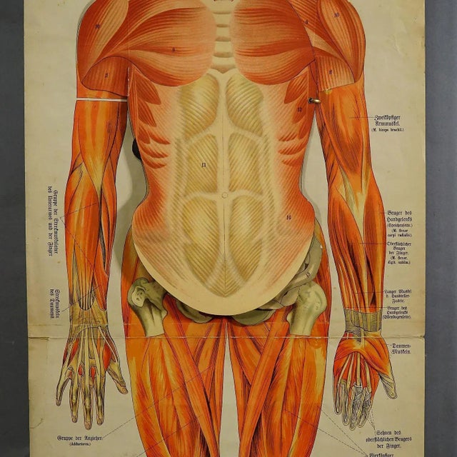 Human Musculature Foldable Anatomical Wall Chart For Sale - Image 3 of 9