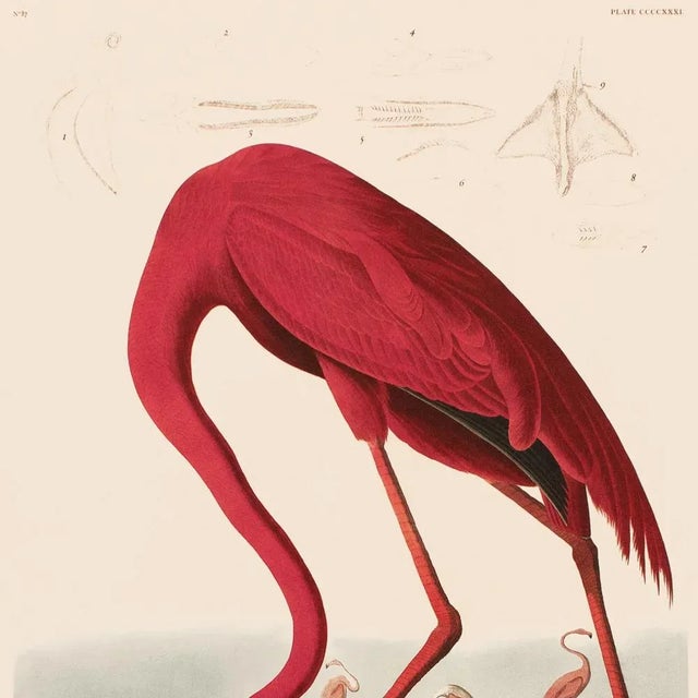 Chinoiserie 1990s American Flamingo After Audubon, Large American Classical Print For Sale - Image 3 of 11