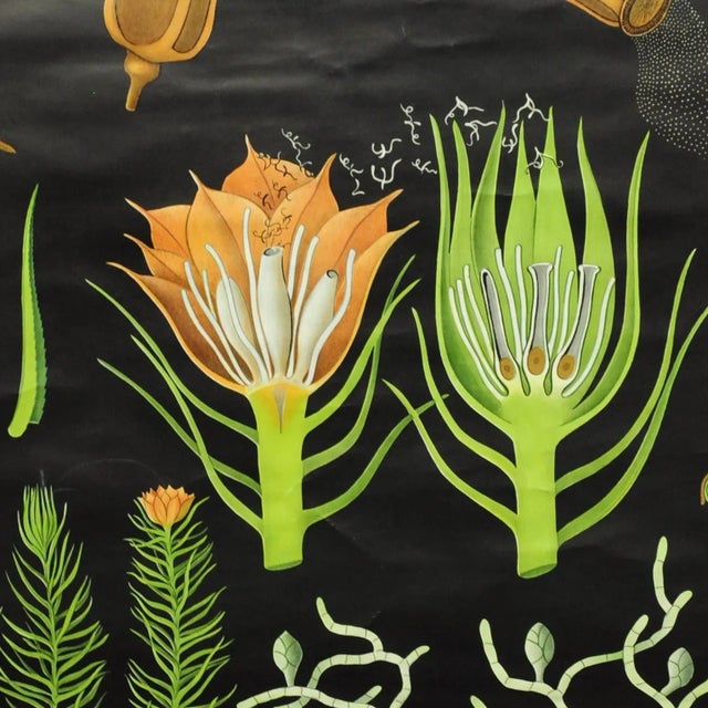 A fantastic vintage Jung-Koch-Quentell pull-down wall chart illustrating common hair moss. Used as teaching material in...