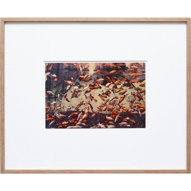 Albarran & Cabrera, Image of Fish, Photograph with Gold Leaf on Japanese Paper, 2013, Framed For Sale - Image 11 of 11