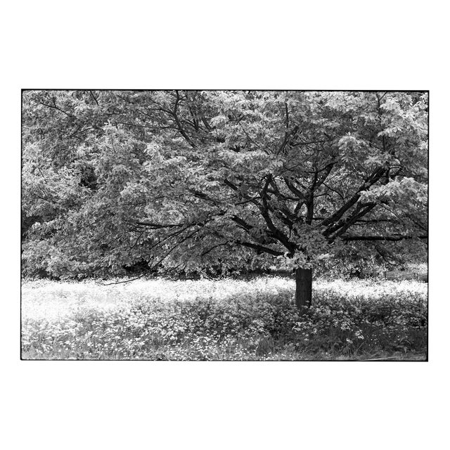 Paul Cooklin, Trees, Edition of 50 For Sale
