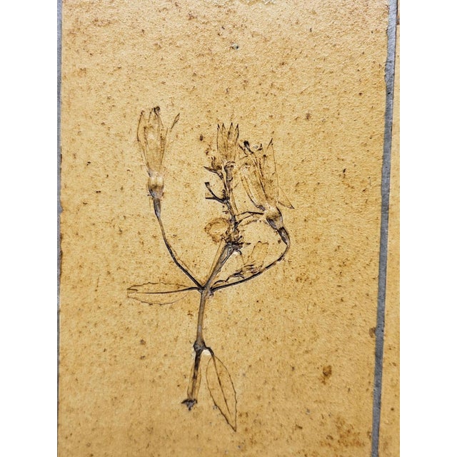 Herbier Coffee Table by Roger Capron, 1970s For Sale - Image 15 of 18