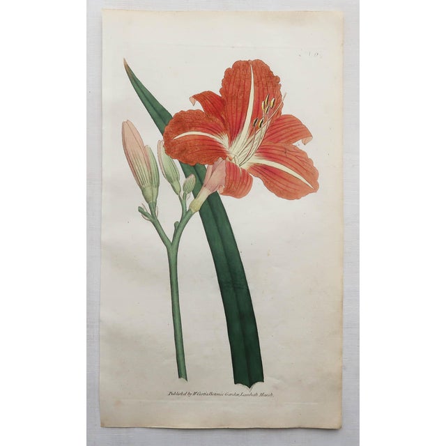 After Sowerby, Botanical Plates, 1793, Engravings, Set of 12 For Sale - Image 12 of 14